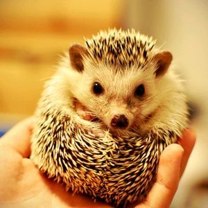 Meet your Posher, Caitlin